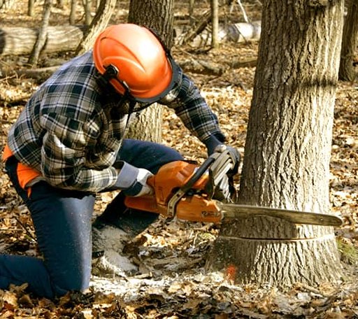 Tree Removal in Boothbay Harbor, ME
